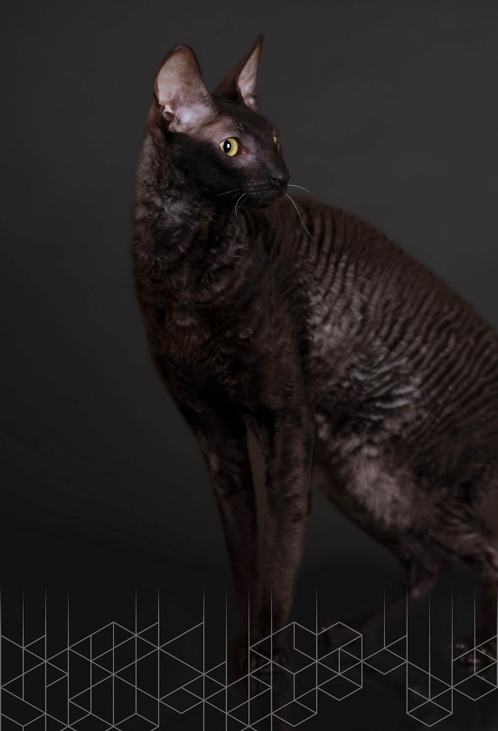 Black Homep 1.1